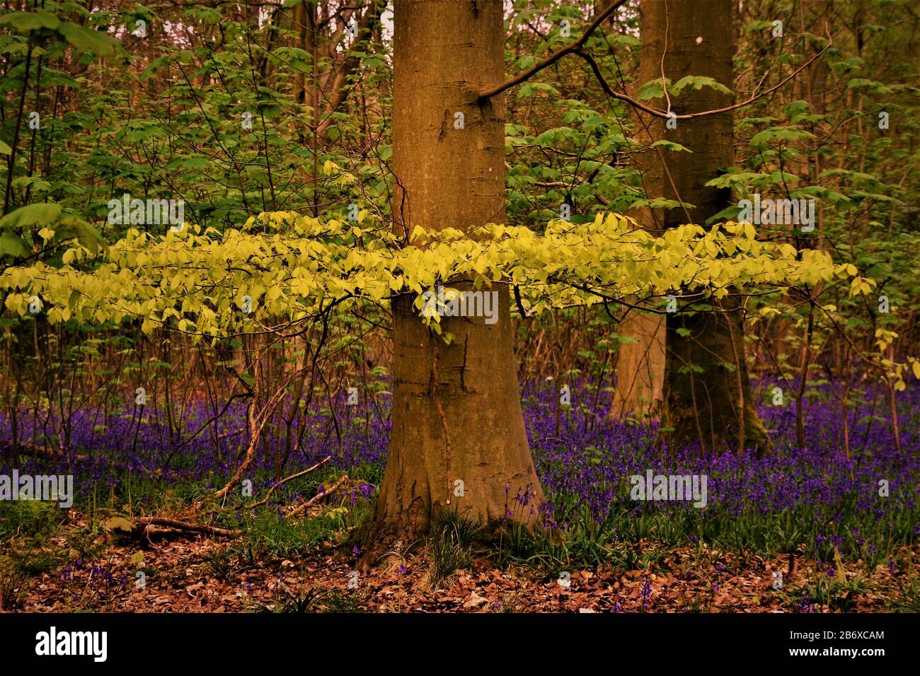 Bluebells in Micheldever Wood, Near Winchester, Hampshire UK Stock Photo