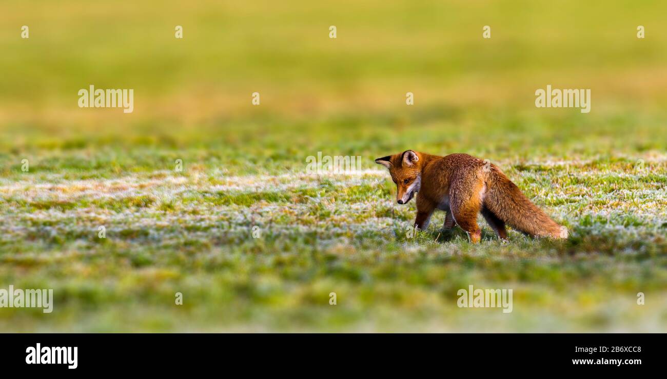 red fox hunting season in summer light Stock Photo - Alamy