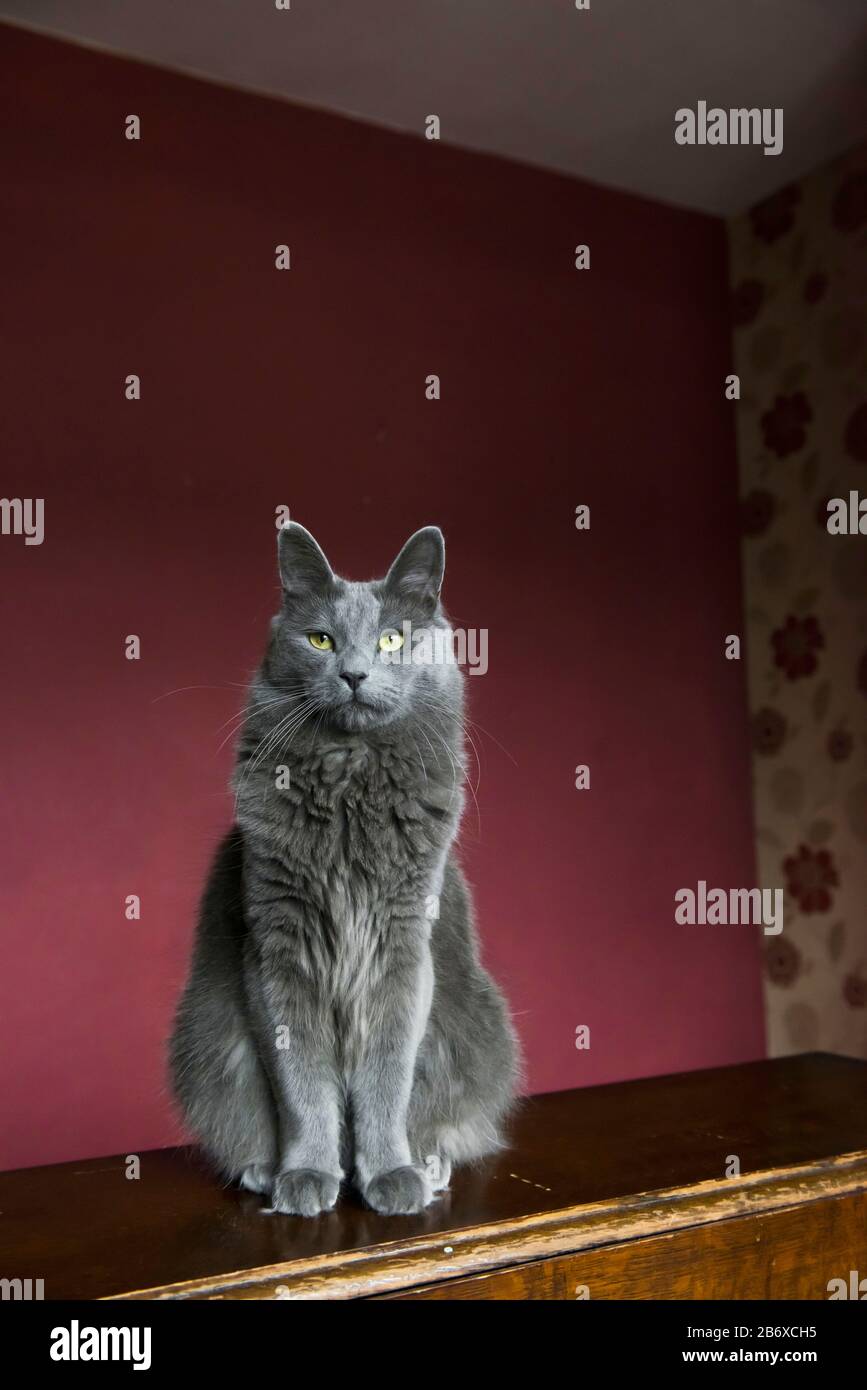 Front view of a Nebelung cat sitting on a table in a purple room Stock Photo