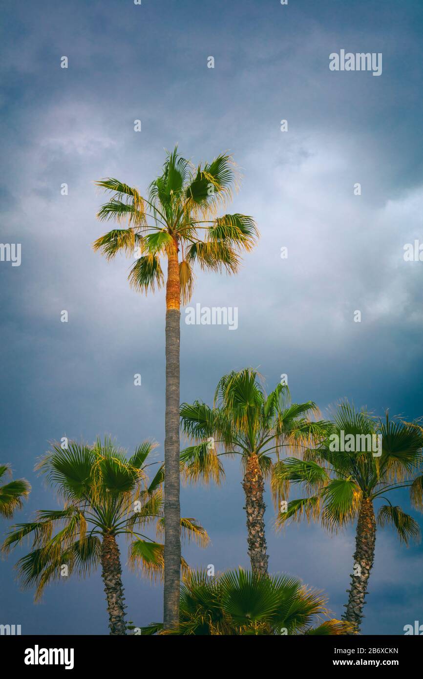 Stand of palm trees against stormy sky. Stock Photo