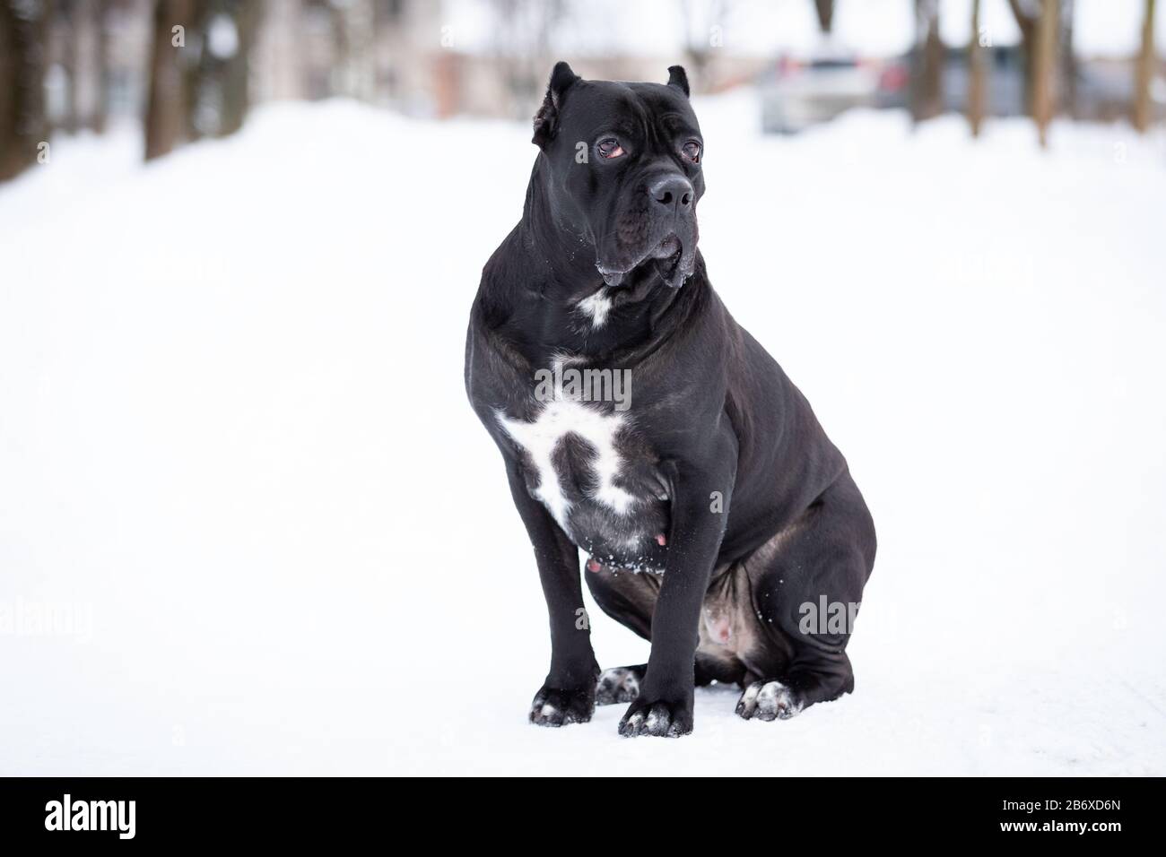 Adult italian cane corso walks outdoor at winter day Stock Photo Alamy