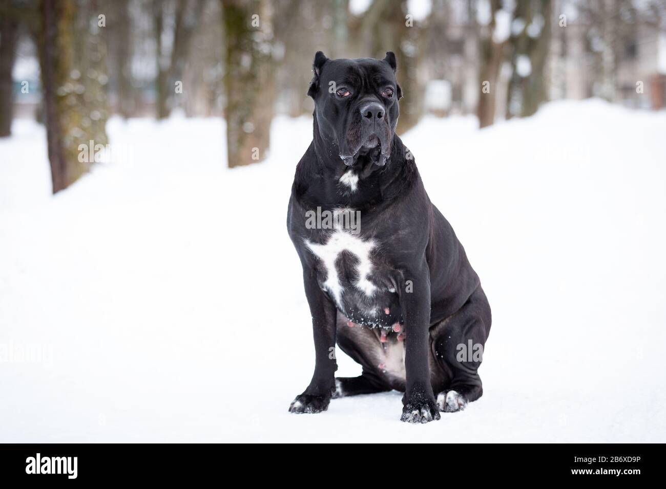 cane corso winter