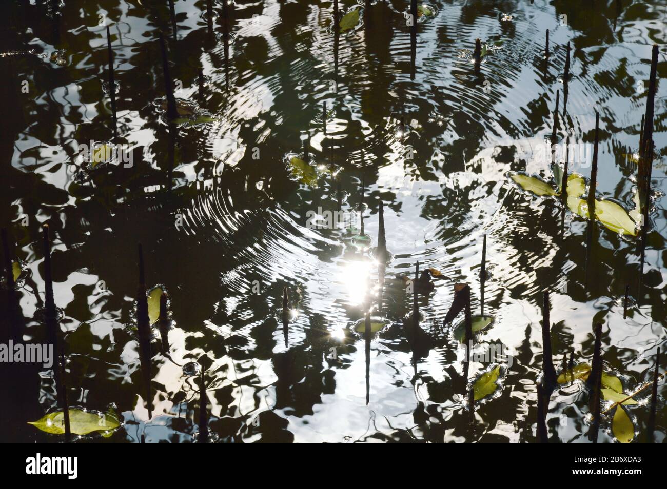 sunlight reflection and ripple on water in mangrove forest Stock Photo ...