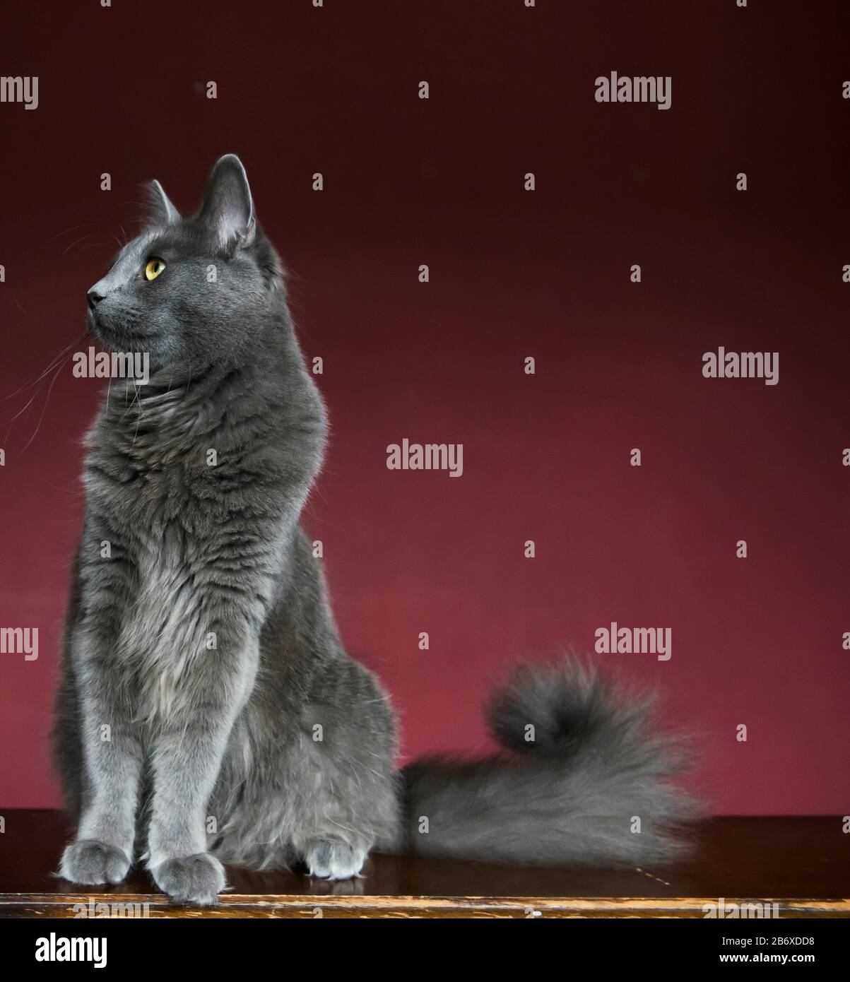 Nebelung cat sitting on a table in a purple room Stock Photo