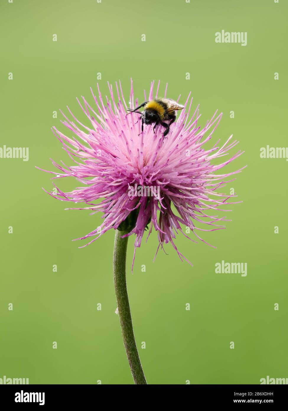 Bumblebee sucks nectar from the flower. Summer close up image of a hairy insect. Stock Photo