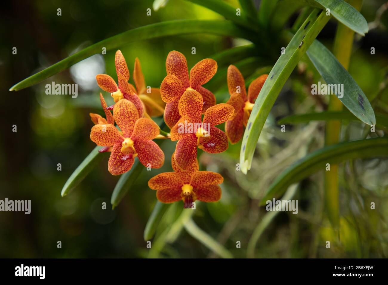 Orchid Vanda Shah Rukh Khan seen outdoors closeup. Stock Photo
