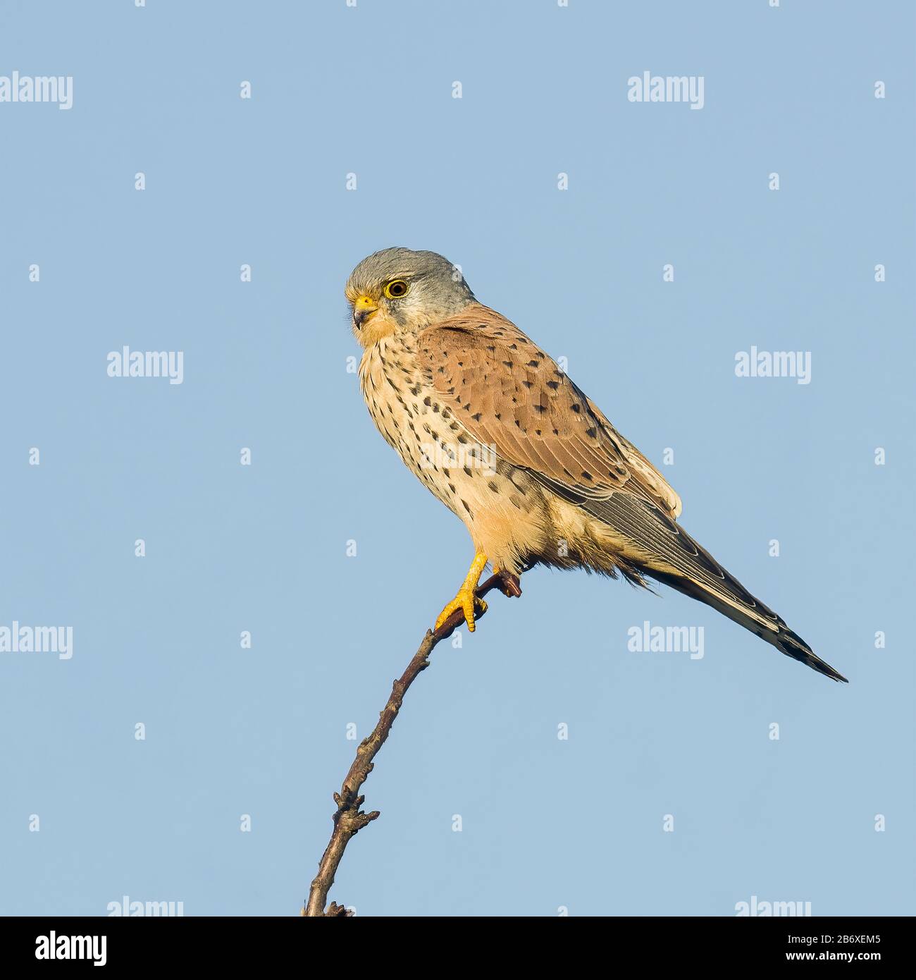sparrow hawk is hunter in the nature Stock Photo