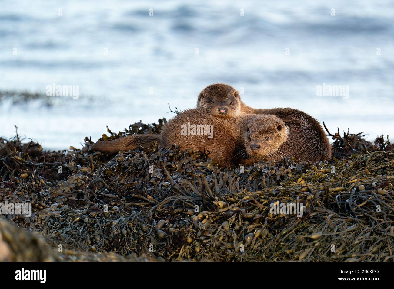 European Otter (Lutra lutra) mother and cub sleeping on a bed of kelp and drying out after swimming Stock Photo