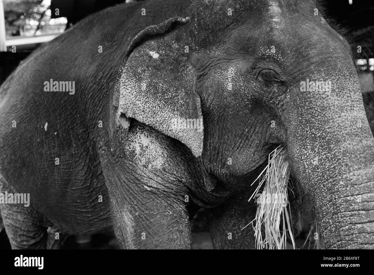 Asian elephant enjoying bundle of healthy grass Stock Photo