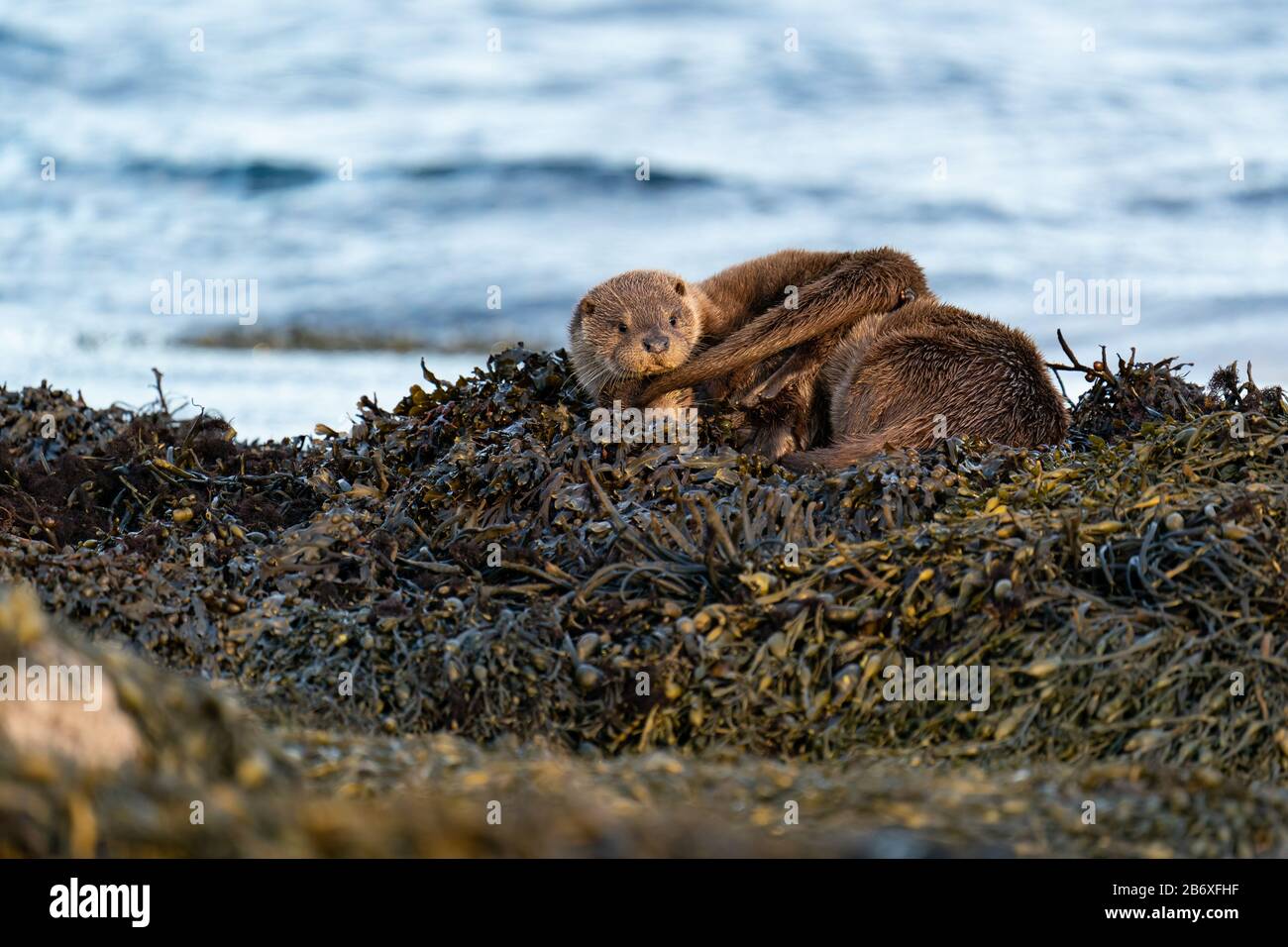 European Otter  (Lutra lutra) cub lying on top of its mother on a bed of kelp as they dry out after swimming Stock Photo