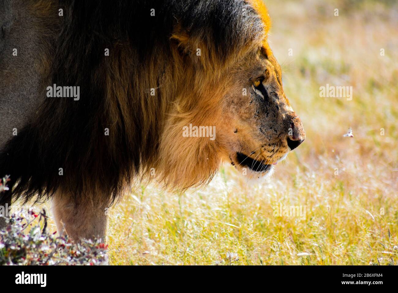 portrait of male lion in Namibia Stock Photo