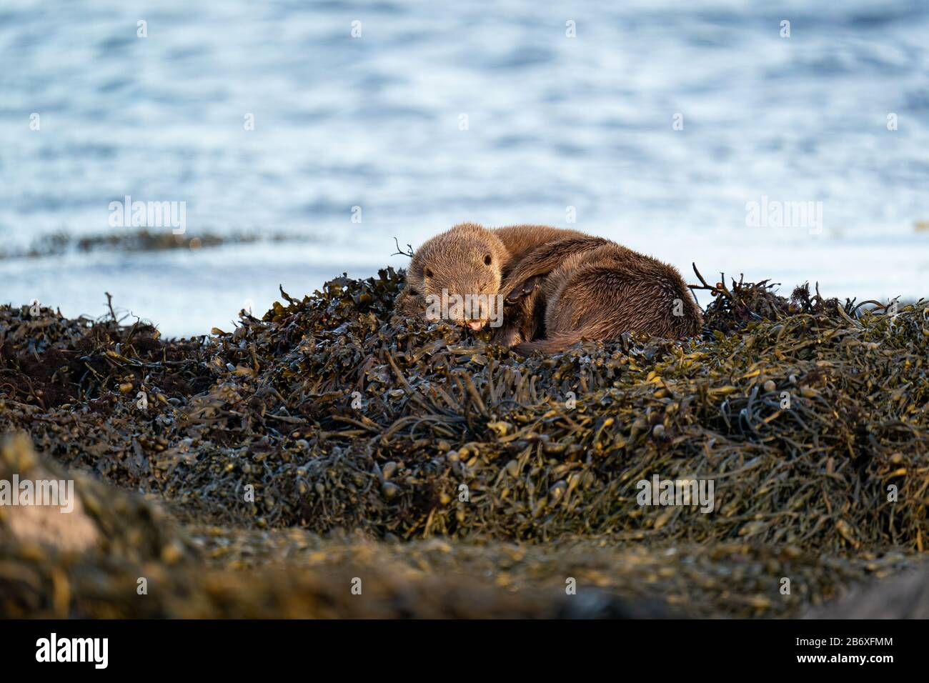 European Otter  (Lutra lutra) cub lying on top of its mother on a bed of kelp asleeping wit its mouth open Stock Photo