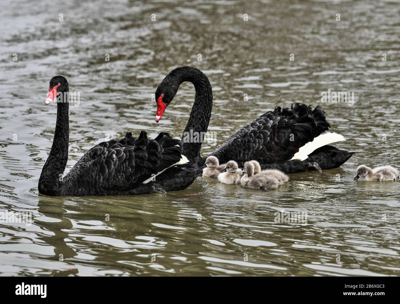 Nogle gange nogle gange Illusion Regnskab March 12, 2020, Shandong, Shandong, China: ShandongÃ¯Â¼Å'CHINA-A black swan  couple and five newborn black swans play in the canal wetland park in  Taierzhuang district, Zaozhuang city, Shandong province, China. (Credit  Image: ©