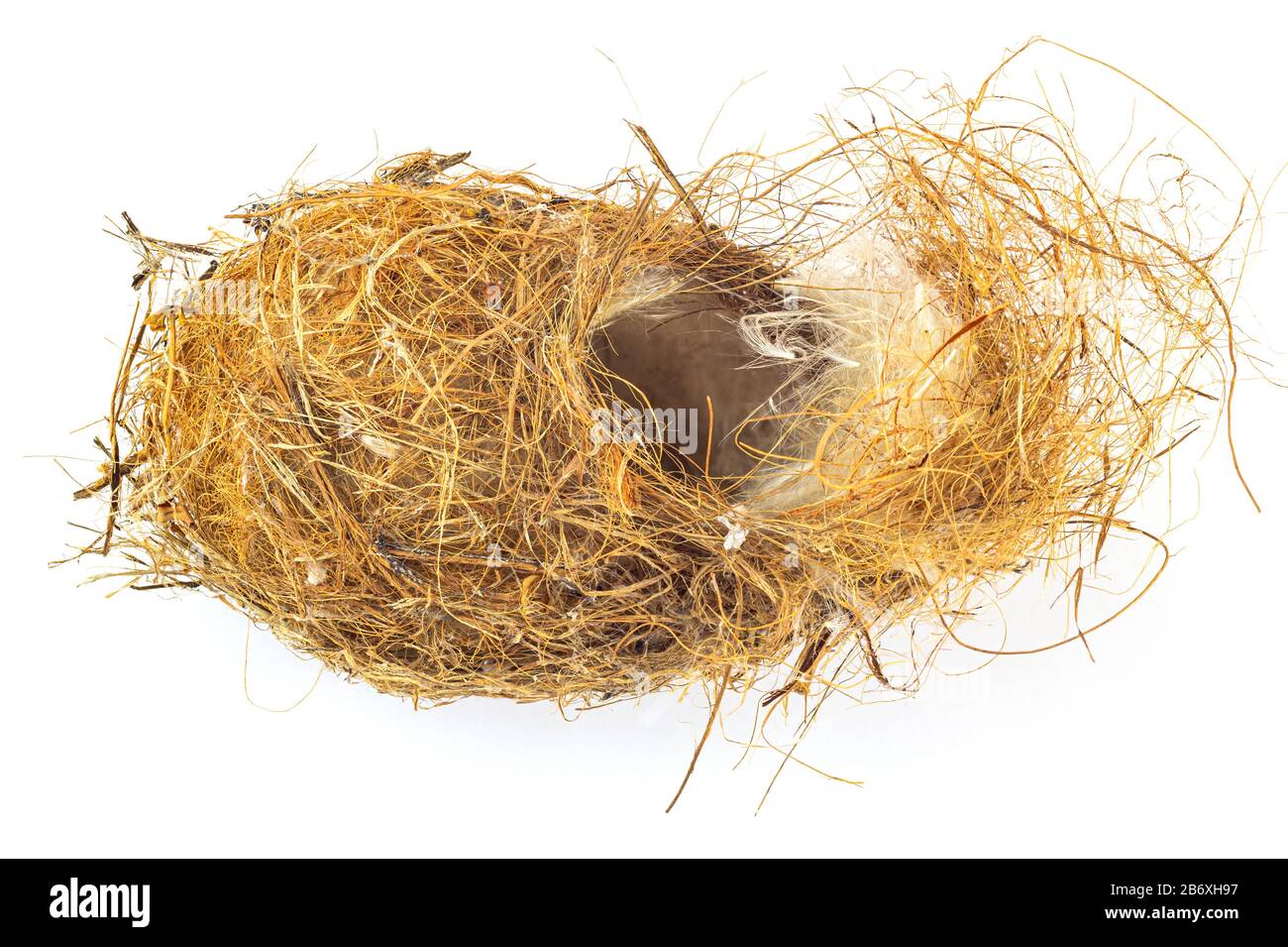 Abandoned bird's nest isolated on white background Stock Photo - Alamy