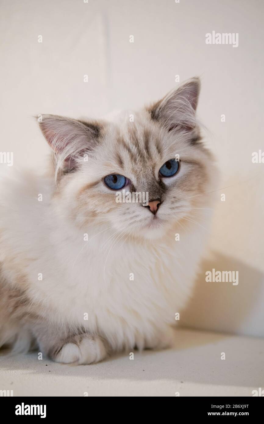 Beautiful Ragdolls Lovely ragdoll cat portrait with beautiful colours and patterns Stock ...