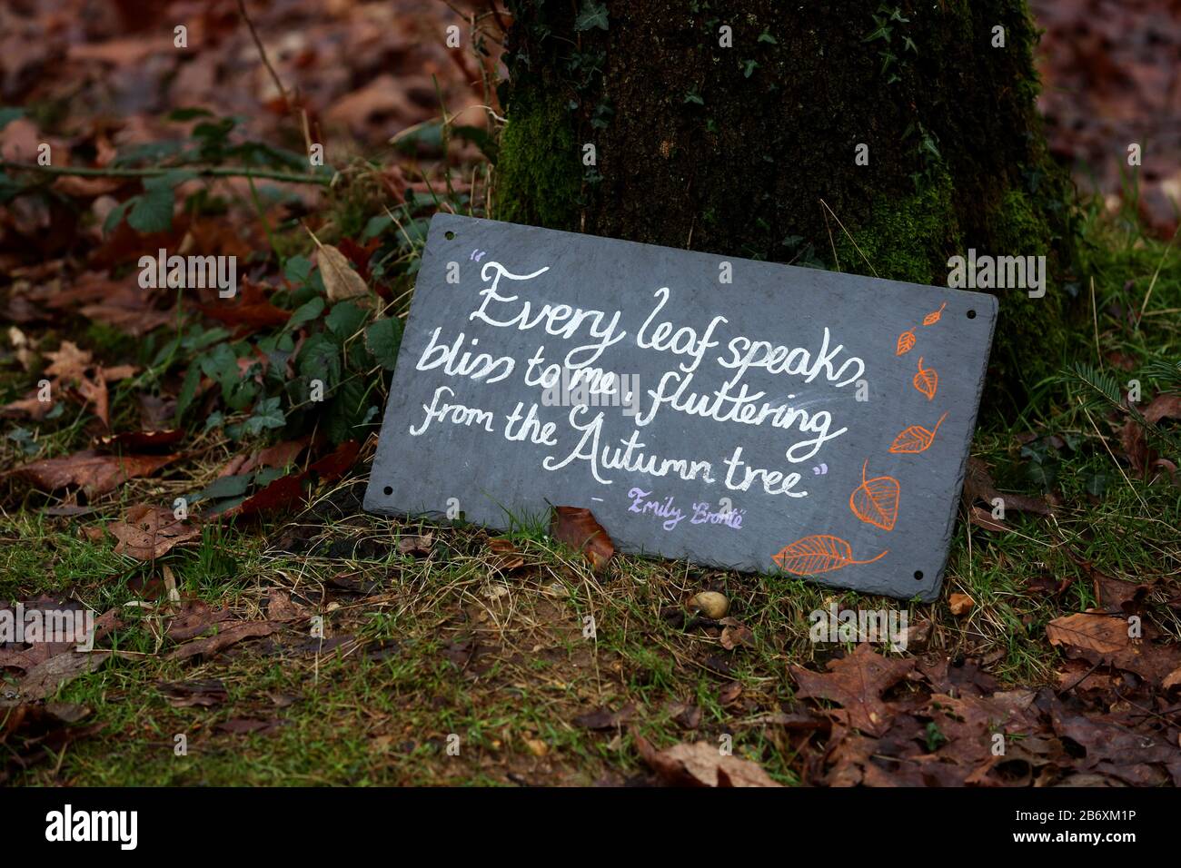 An Emily Bronte quote by a tree in the New Forest, Hampshire, UK Stock  Photo - Alamy, image size:1300x956