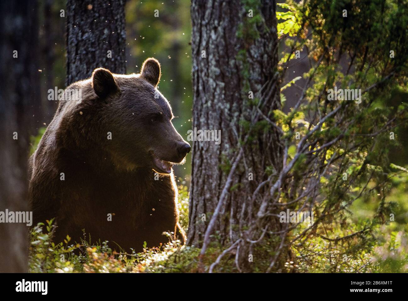 Adult Male of Brown bear in the pine forest. Scientific name: Ursus