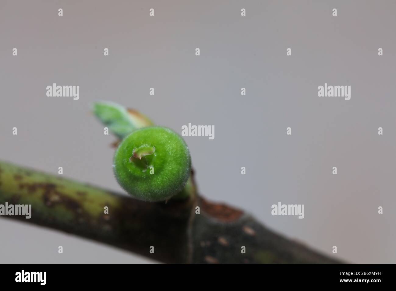 Fig leaf fruit plant tree Stock Photo