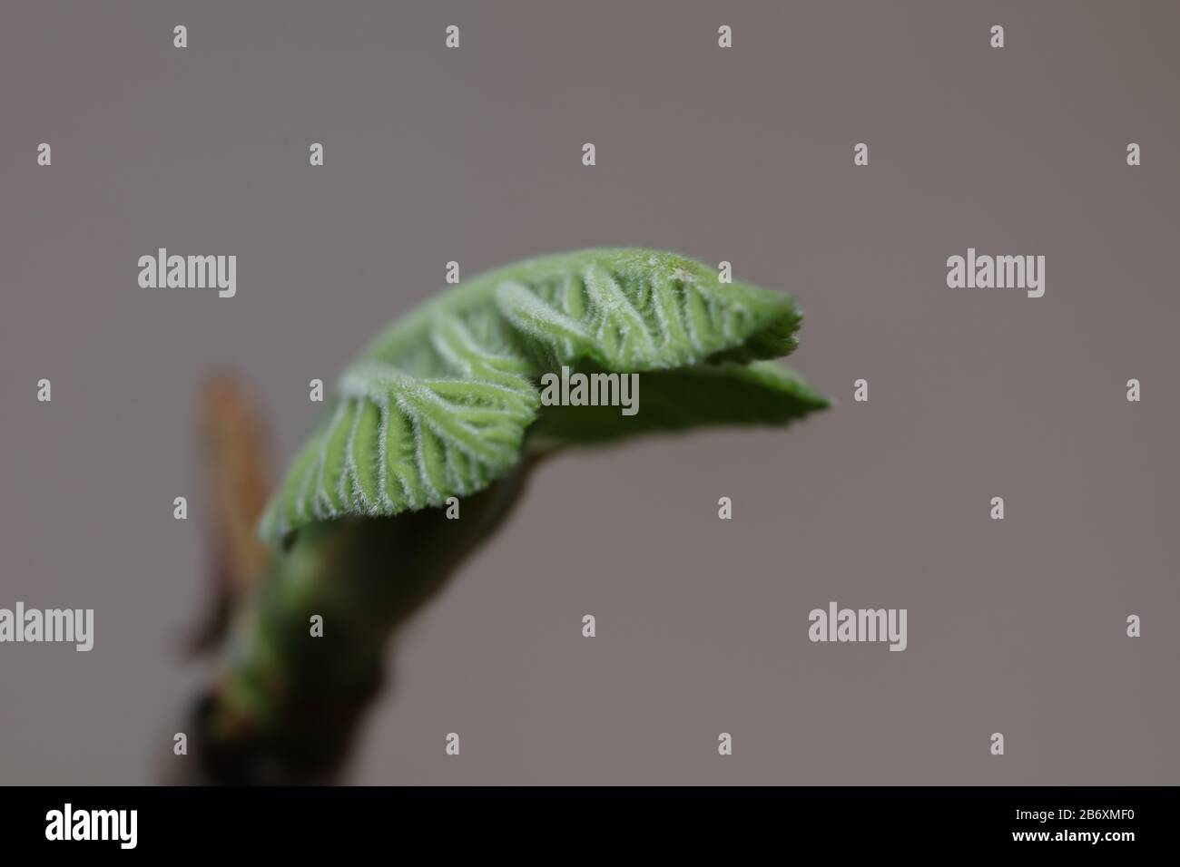 Fig leaf fruit plant tree Stock Photo