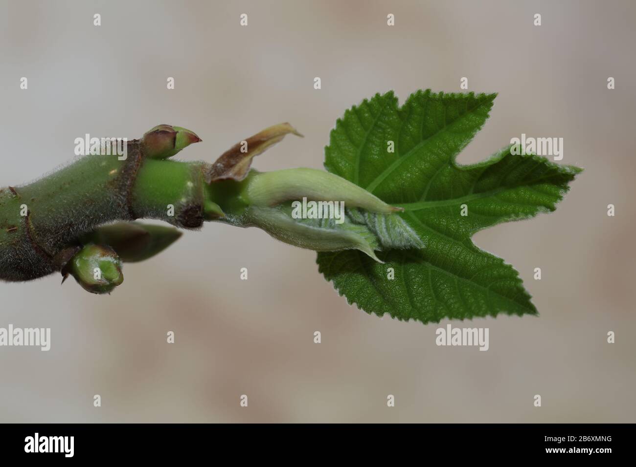 Fig leaf fruit plant tree Stock Photo