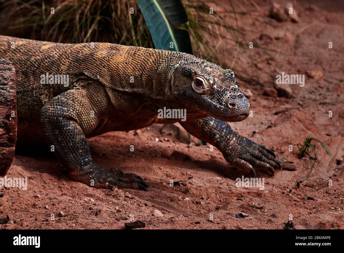KOMODO DRAGON VARANUS KOMODOENSIS visual data 2