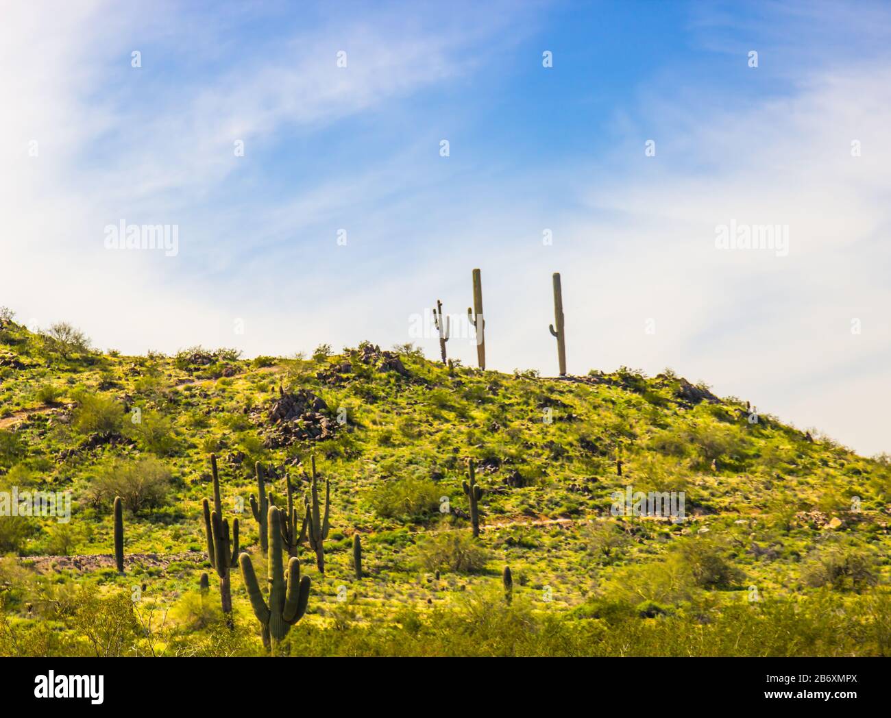 Three Saguaro Cactus With Arms On Arizona Hilltop Stock Photo - Alamy