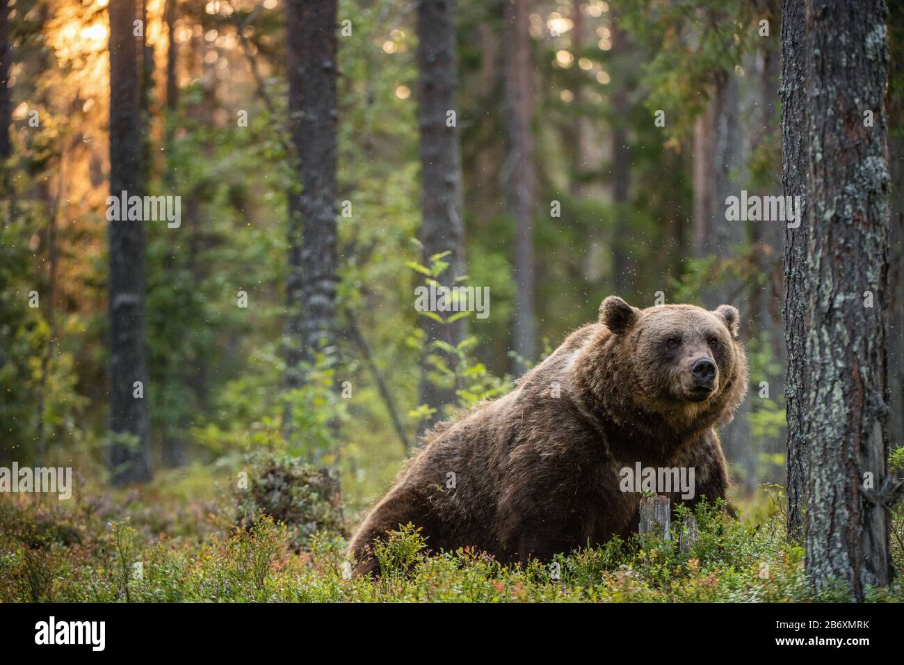 Big brown bear with backlit. Sunset forest in background. Adult Male of Brown bear in the summer forest. Scientific name: Ursus arctos. Natural habita Stock Photo