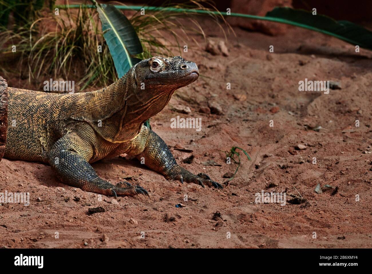 Komodo Dragon ( Varanus Komodoensis Stock Photo - Alamy