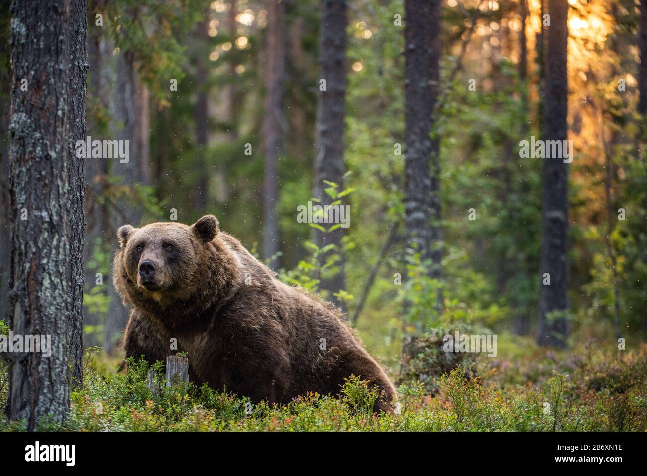 Big brown bear with backlit. Sunset forest in background. Adult Male of Brown bear in the summer forest. Scientific name: Ursus arctos. Natural habita Stock Photo