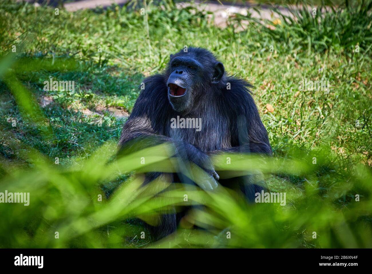 Common Chimpanzee scientific name (Pan troglodytes) Stock Photo