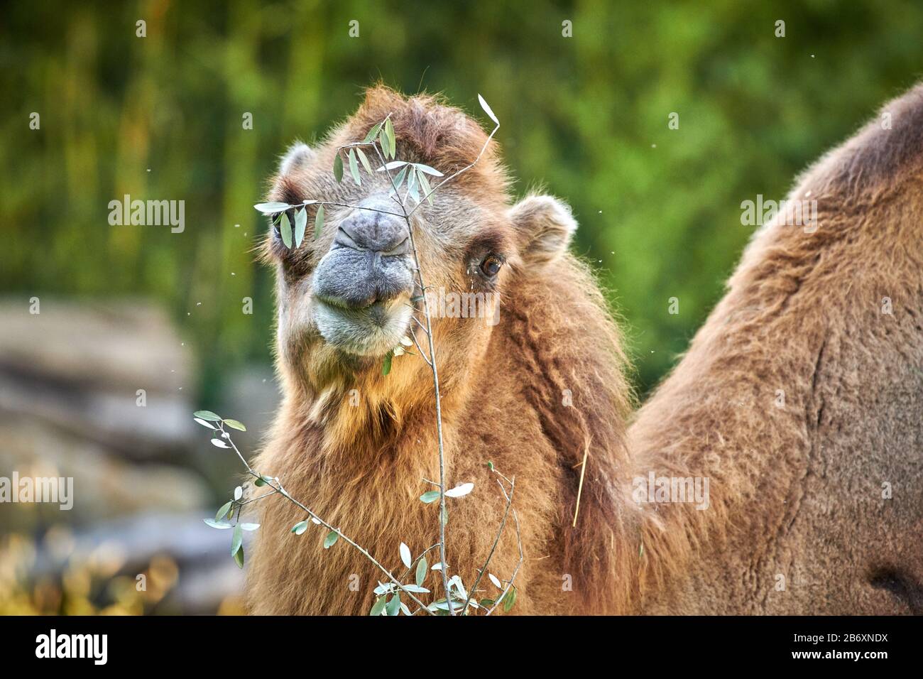 Bactrian camel (Camelus bactrianus Stock Photo - Alamy