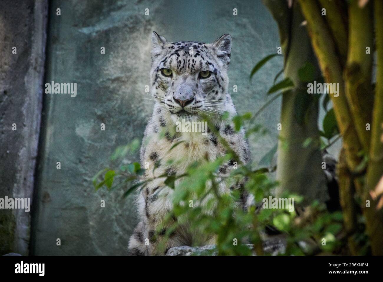 Snow leopard or ounce (Panthera uncia) Stock Photo
