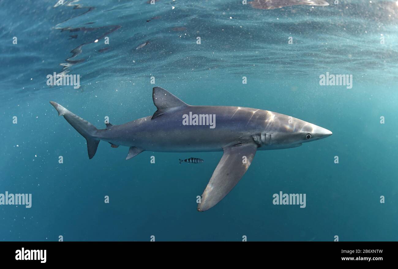 Blue shark swimming in the blue. Scientific name: Prionace glauca. Natural habitat. South Africa. Stock Photo
