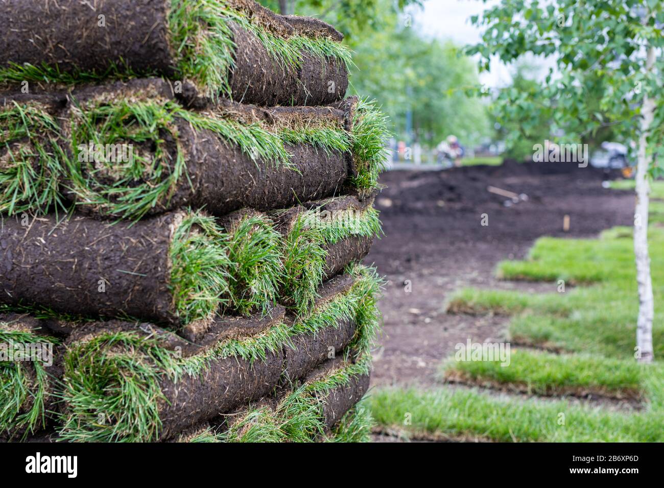Stack of turf grass rolls for a lawn. Carpet of turf, roll of sod, turf