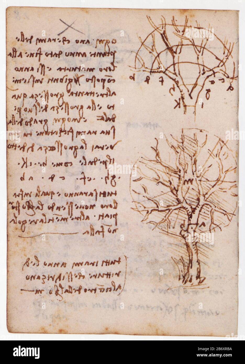 Leonardo da Vinci. Drawings of trees. 1499 Stock Photo