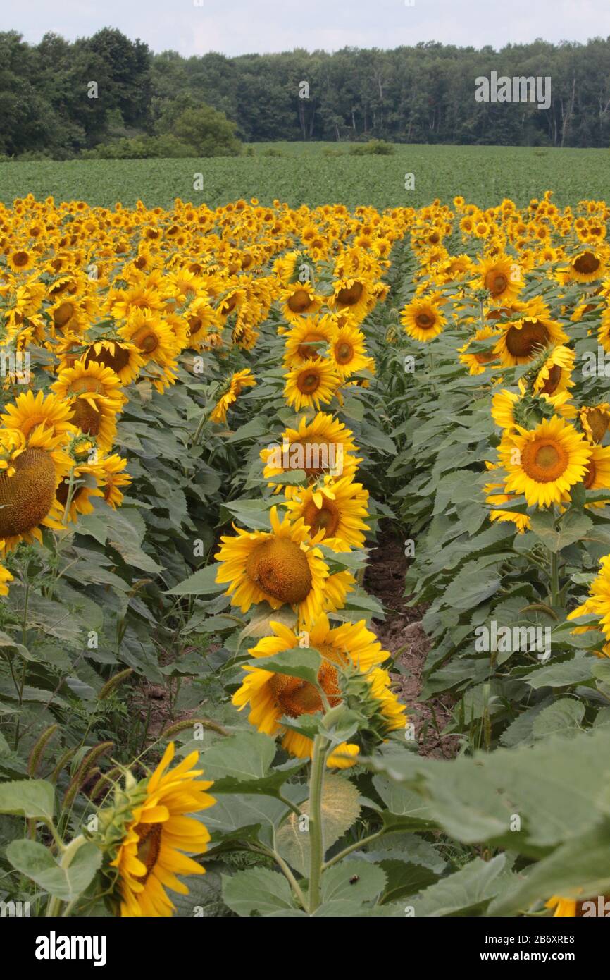 Sunflower Farm Visit Stock Photo Alamy