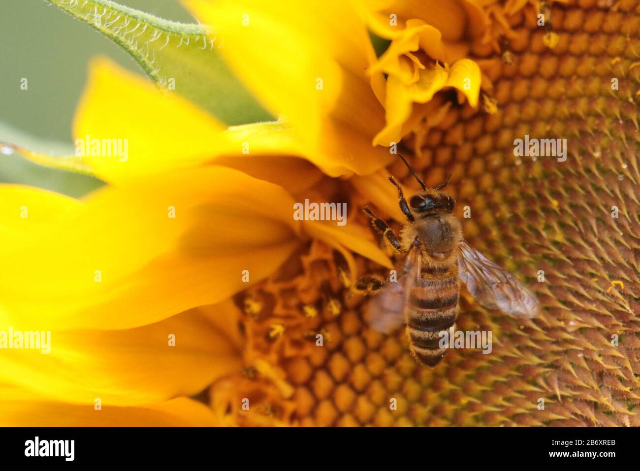 Sunflower Farm Visit Stock Photo