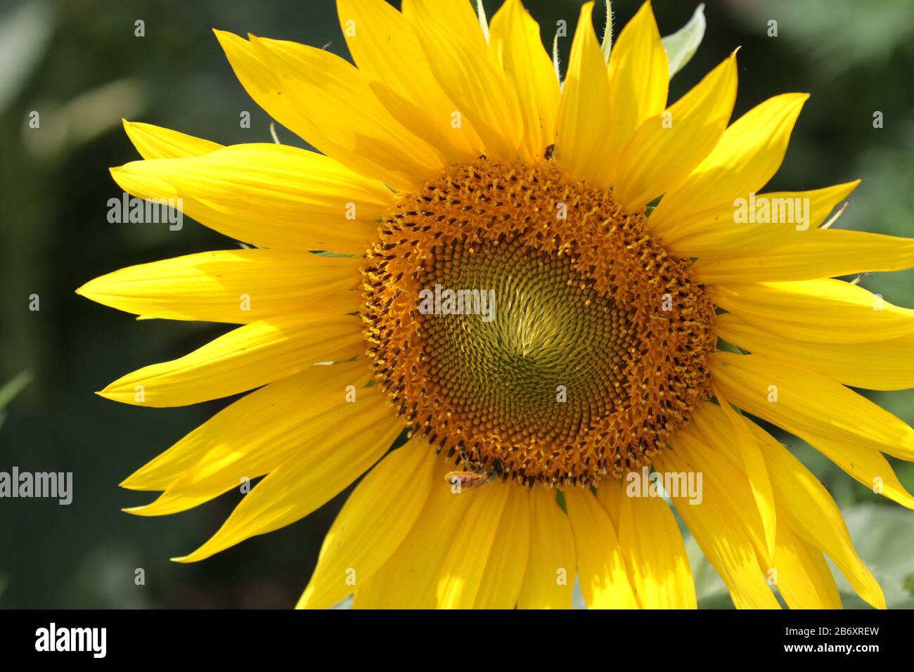 Sunflower Farm Visit Stock Photo