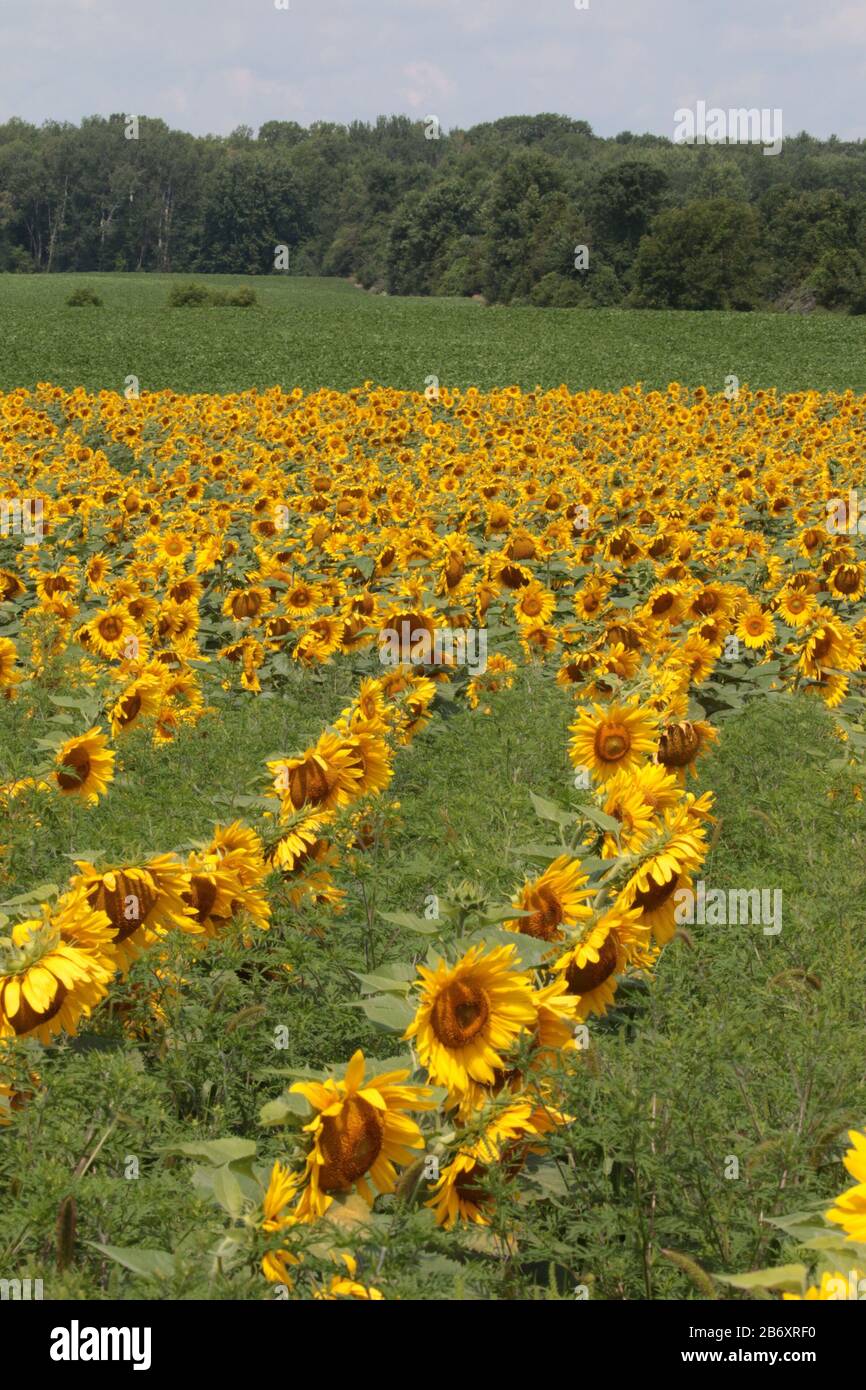 Sunflower Farm Visit Stock Photo