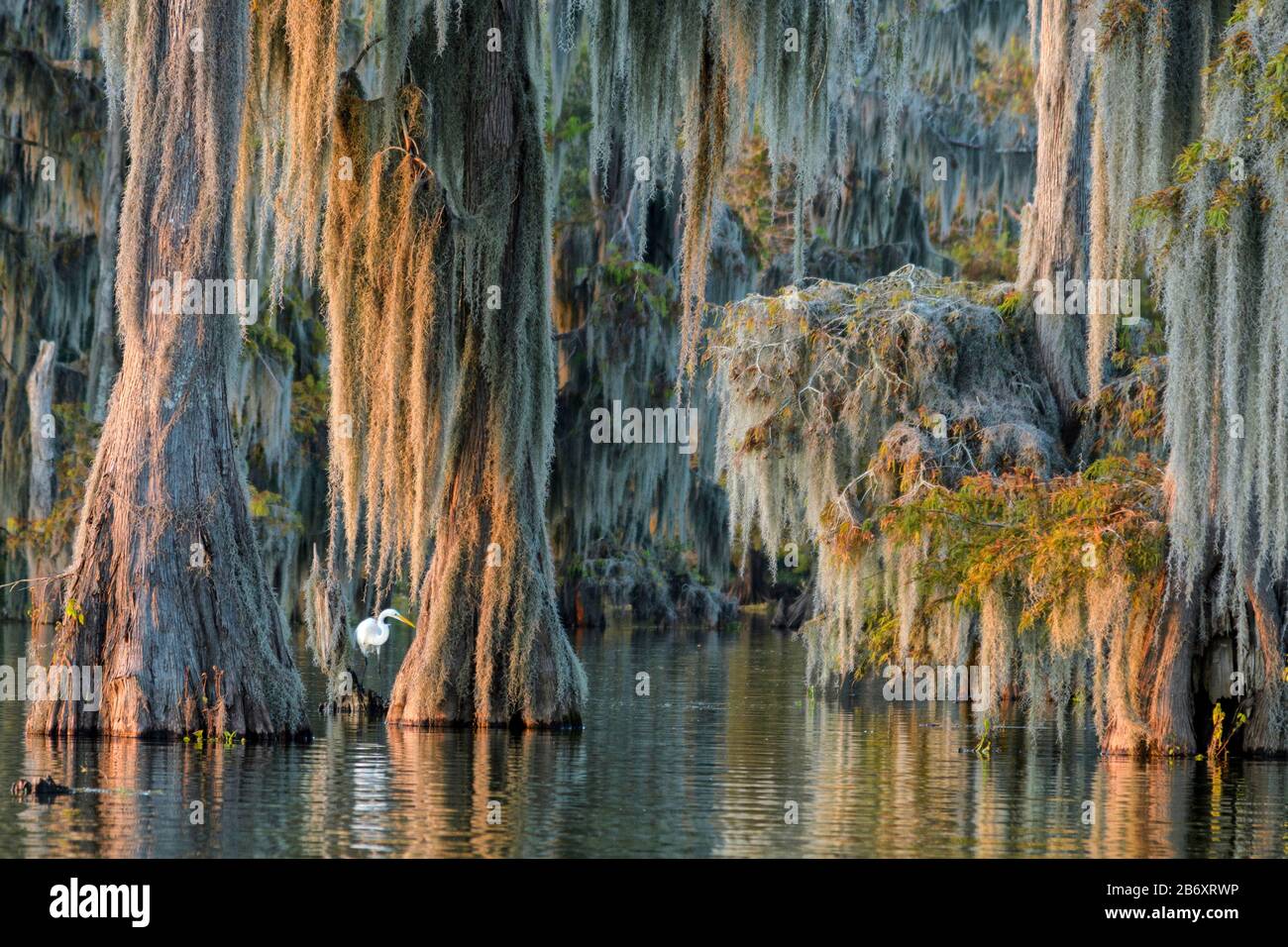 Spanish Moss: A Southern Lake Icon – LakeHub