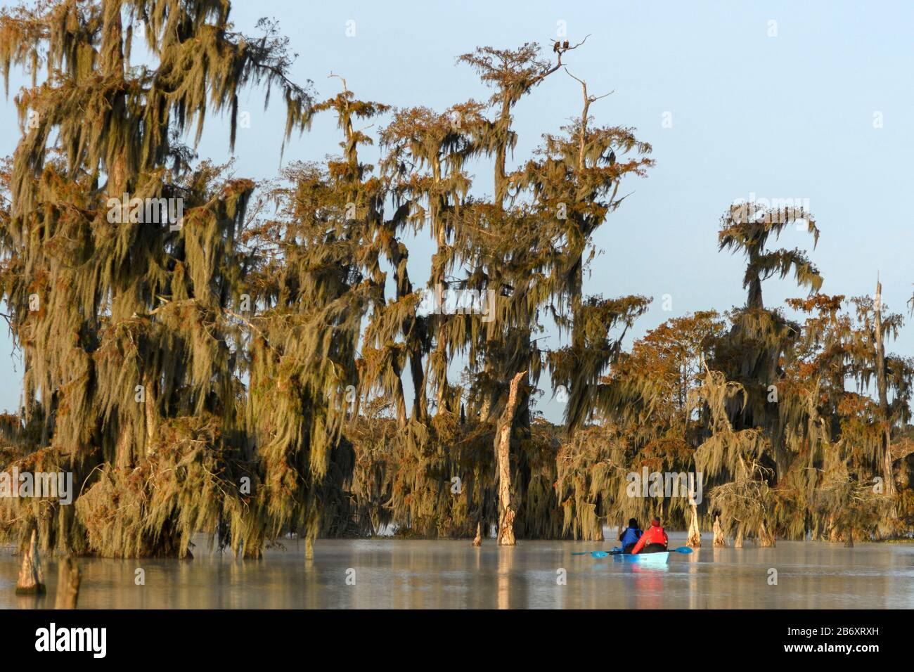USA, Deep South, Louisiana, St. Martin Parish, Lake Martin,  two Bald Eagle pair on tree Stock Photo