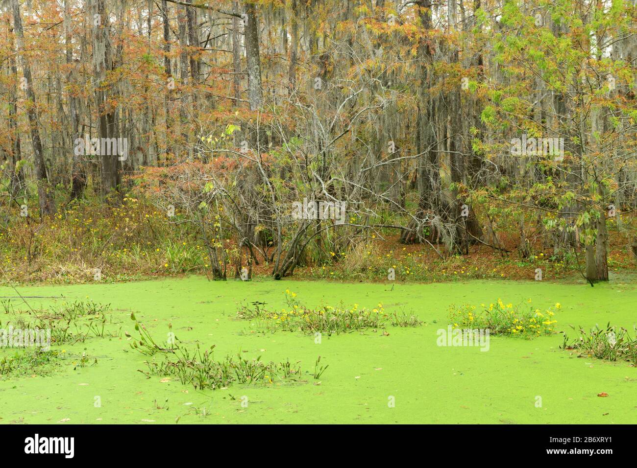 USA, Deep South, Louisiana, St. Martin Parish, Lake Martin,  Cypress swamp *** Local Caption ***  USA, Deep South, Louisiana, St. Martin Parish, Lake Stock Photo