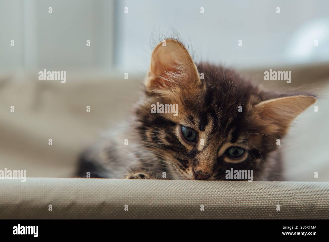Cute charcoal bengal kitty cat laying on the cat's window bed watching