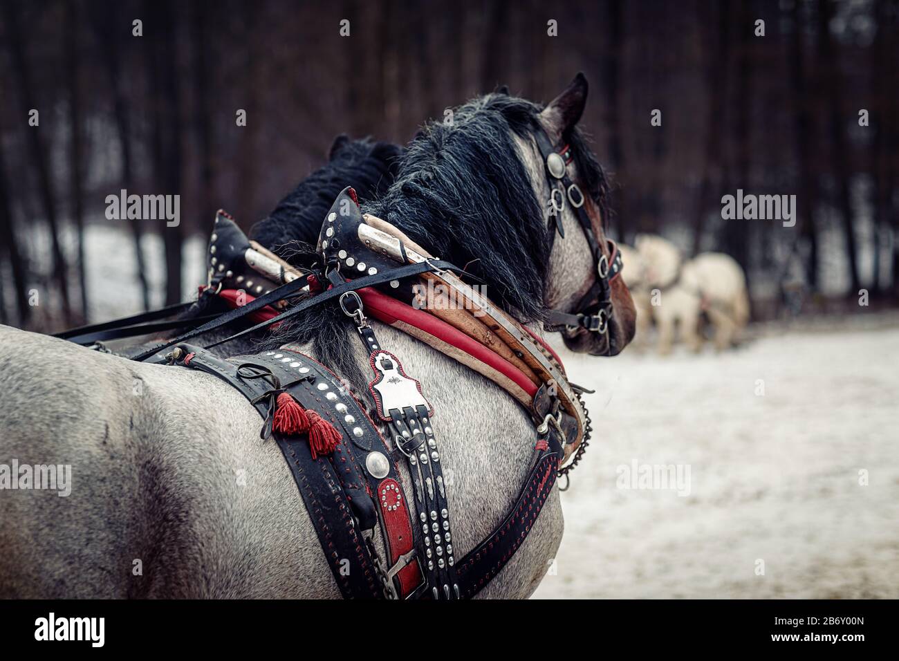 Horse harness decorative close hi-res stock photography and images - Alamy
