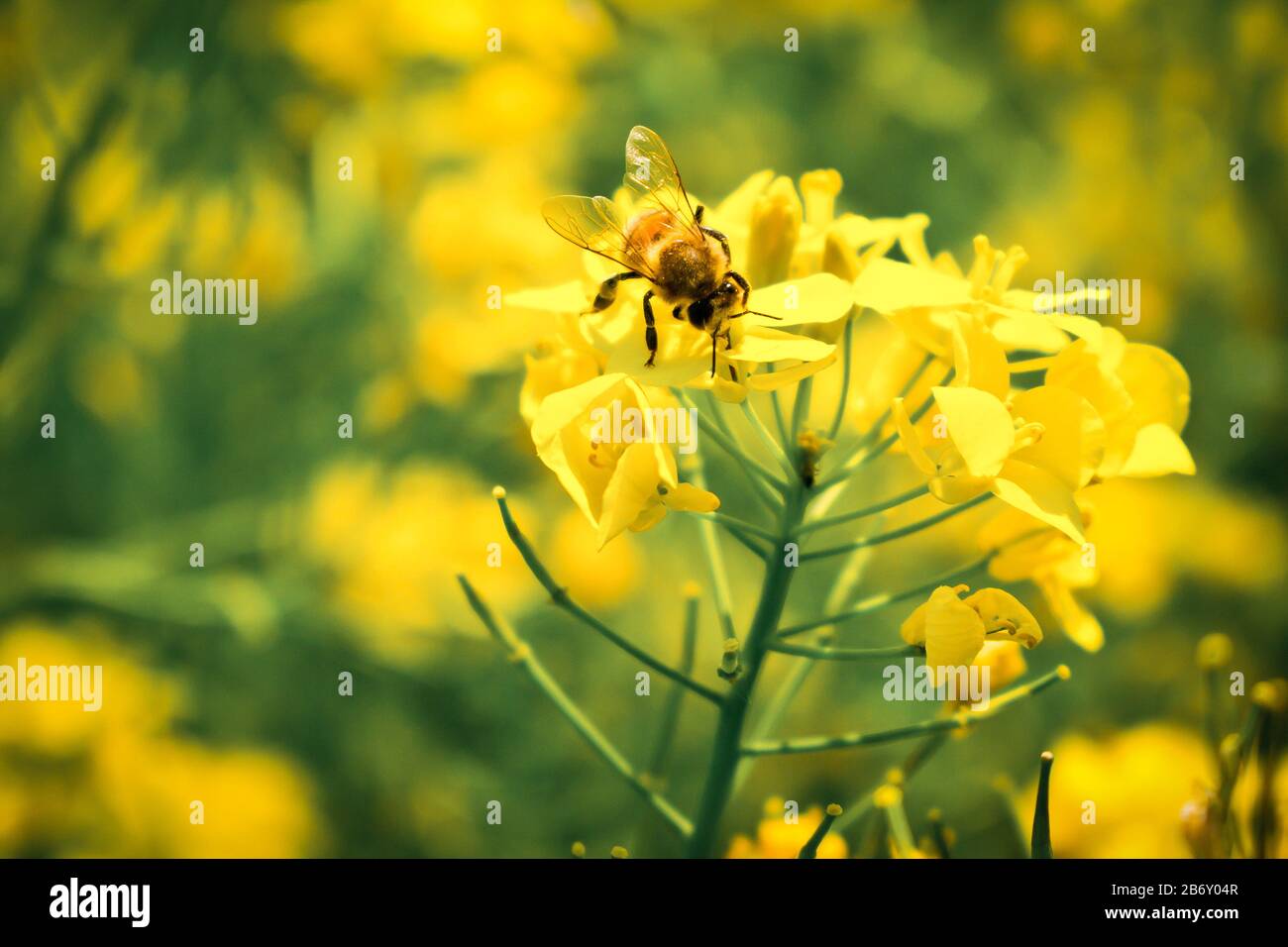 Attract nectar eating insects hires stock photography and images Alamy