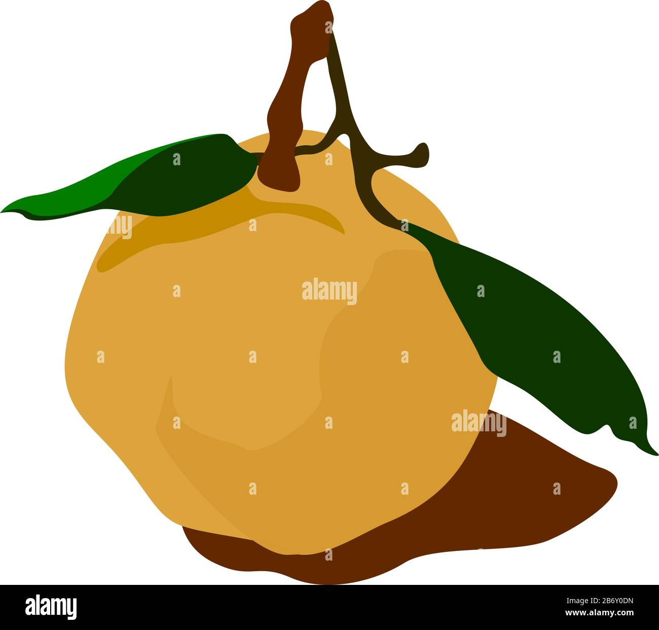 Quince Vector Fresh quince, illustration, vector on white background Stock Vector ...