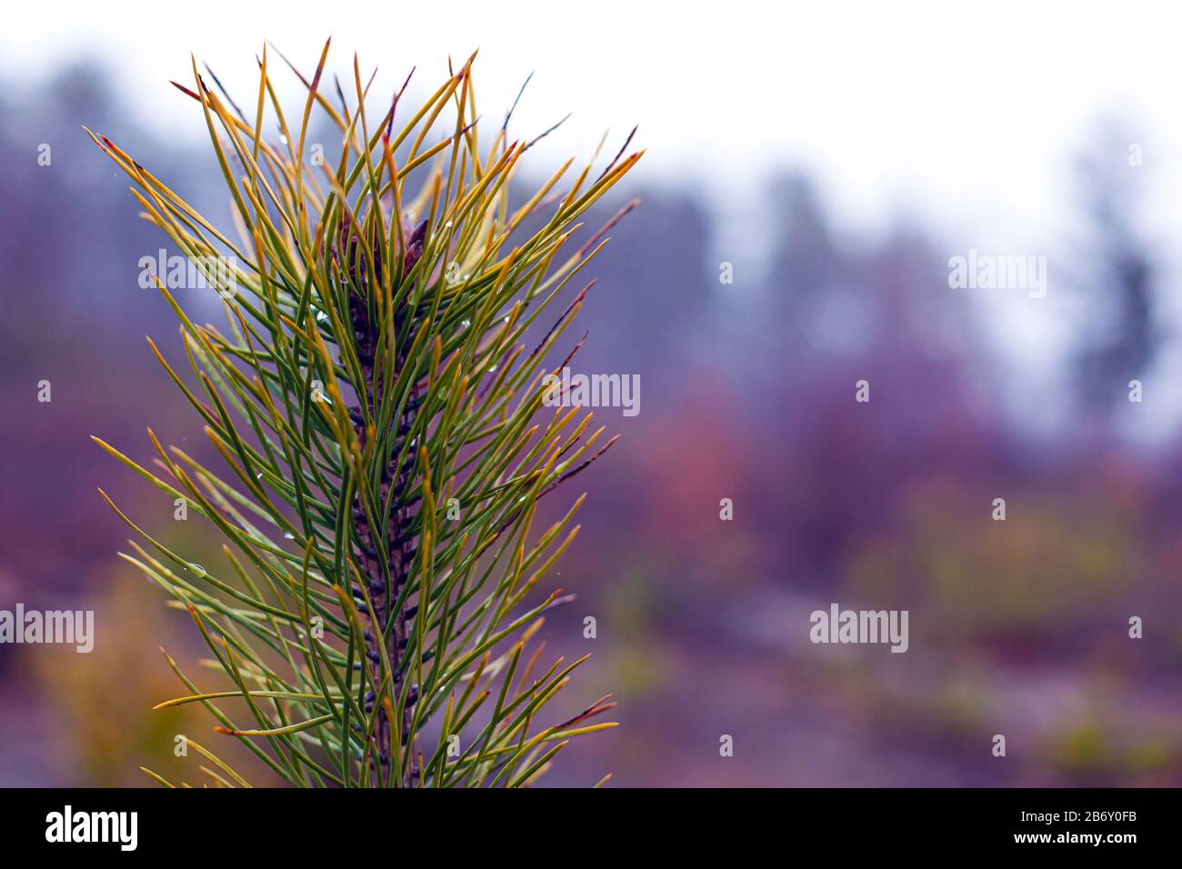 sprig of coniferous evergreen pine on blurred forest background with dew drops on needles. close-up. Stock Photo