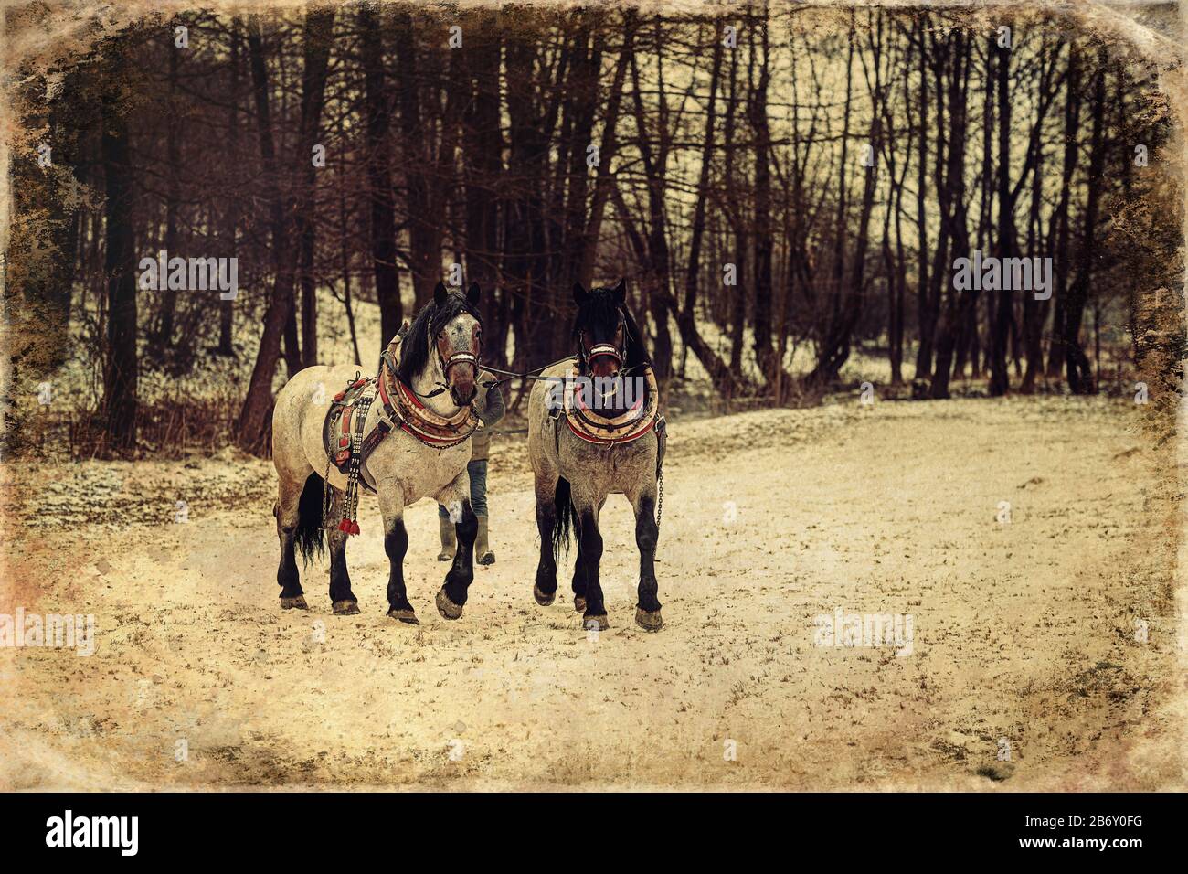 Horse head harness decorated hi-res stock photography and images - Alamy