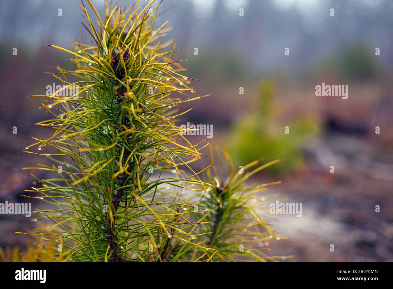 sprig of coniferous evergreen pine on blurred forest background with dew drops on needles. close-up. Stock Photo