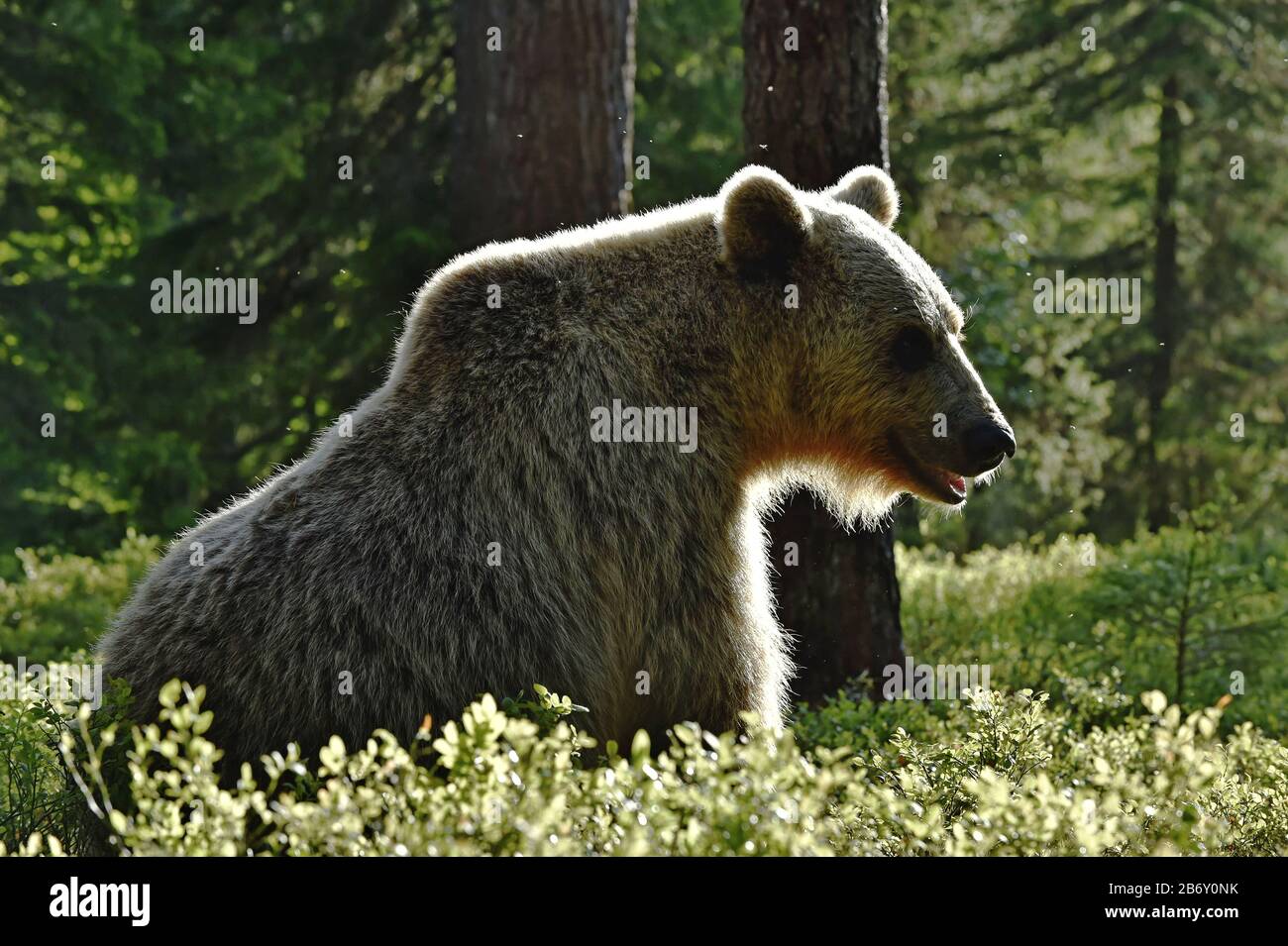 Backlit brown bear. Bear against a sun. Brown bear in back light. Lit by evening sun at summer forest. Stock Photo